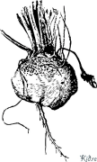 beet ទំព័រពណ៌ដែលអាចបោះពុម្ពបាន។